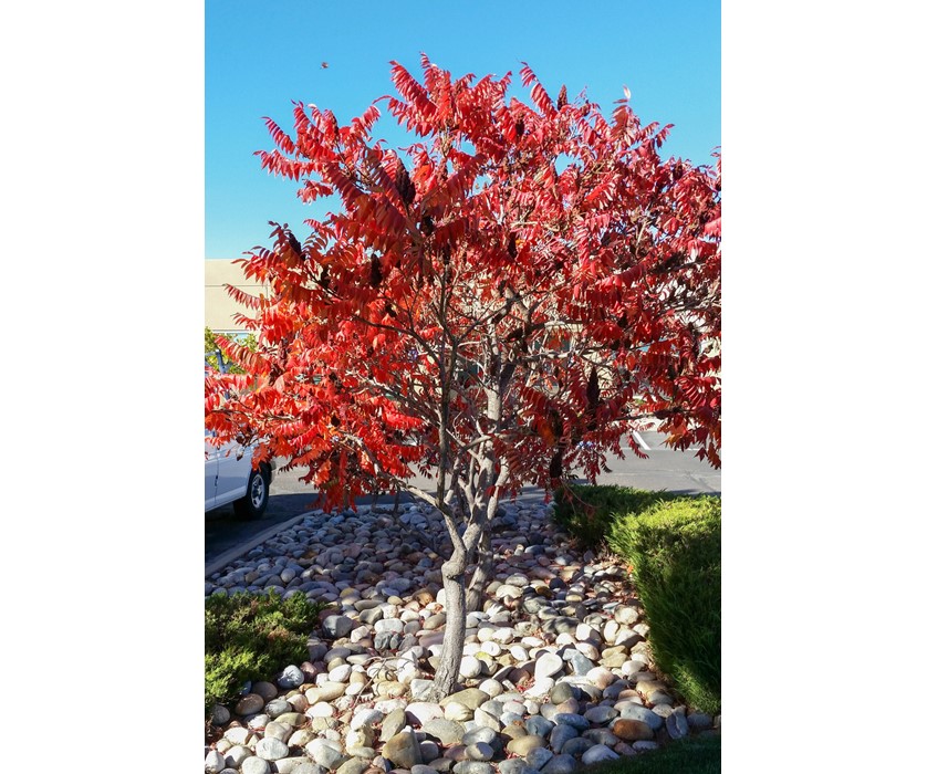 Staghorn Sumac